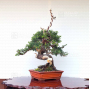 juniperus-chinensis-itoigawa-05050209