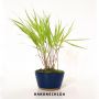 hakonechloa macra aureola lot de 5 plantes