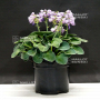 Hosta Blue mouse ears pot 3 litres