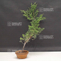 juniperus chinensis itoigawa 15 - 20 cm