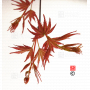 graines d'acer palmatum kippo nishiki