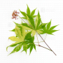 graines-d-acer-amoenum-meiho-nishiki