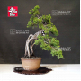 juniperus-chinensis-25060213