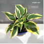 hosta-bright-star