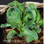 hosta-church-mouse