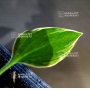 hosta-dixie-chick