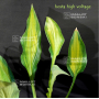 Hosta High voltage