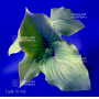 hosta-lady-in-red