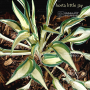 hosta-little-jay