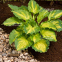 hosta-paisley-border