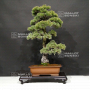Pinus pentaphylla 22050205