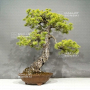 pinus-pentaphylla-ref-5110211