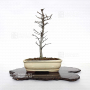 fagus-crenata-010202211