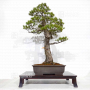 pinus-pentaphylla-ref-25010222