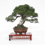 Juniperus chinensis itoigawa 17030222