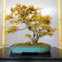 Acer palmatum 17030227