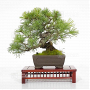 Pinus pentaphylla  170302210