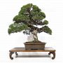 juniperus-chinensis-itoigawa-170302211