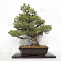 Pinus pentaphylla ref: 31030222