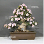 rhododendron-gyoten-29040221