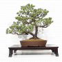 pinus-pentaphylla-07040224
