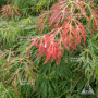 Acer x pseudosieboldianum Ice Dragon_