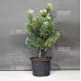 Pinus parviflora var. tanima no yuki