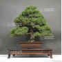 Pinus pentaphylla ref : 28070221