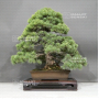 Pinus pentaphylla ref : 28070222