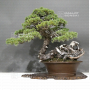 pinus-pentaphylla-ref-22070223