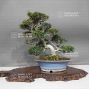 trachelospermum-asiaticum-ref-21090184