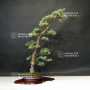 Pinus pentaphjylla ref:2208222