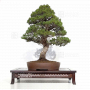 pinus-pentaphylla-kokonoe-12090221