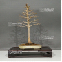 acer-buergerianum-12090223