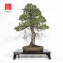 pinus-pentaphylla-ref-23090223