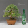 Pinus pentaphylla du Japon ref :08070221