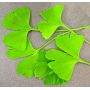 Ginkgo biloba de semis en godet