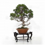 juniperus chinensis itoigawa ref :22100223
