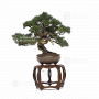 juniperus-chinensis-itoigawa-27100225