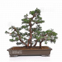 juniperus-chinensis-itoigawa-02070185