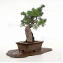 Juniperus chinensis itoigawa 03110224