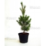 pinus pentaphylla variété "blue lou" pot 20 litres