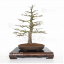 Acer palmatum ref: 19120223