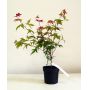 acer-palmatum-deshojo