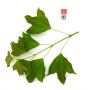 acer buergerianum en godet