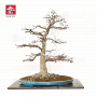 acer-palmatum-deshojo-ref-10030231