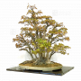 acer palmatum ref : 13040193