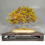 acer-palmatum-kashima-ref-5050232