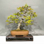 carpinus laxiflora ref :05050238