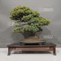 Pinus pentaphylla ref 02060232